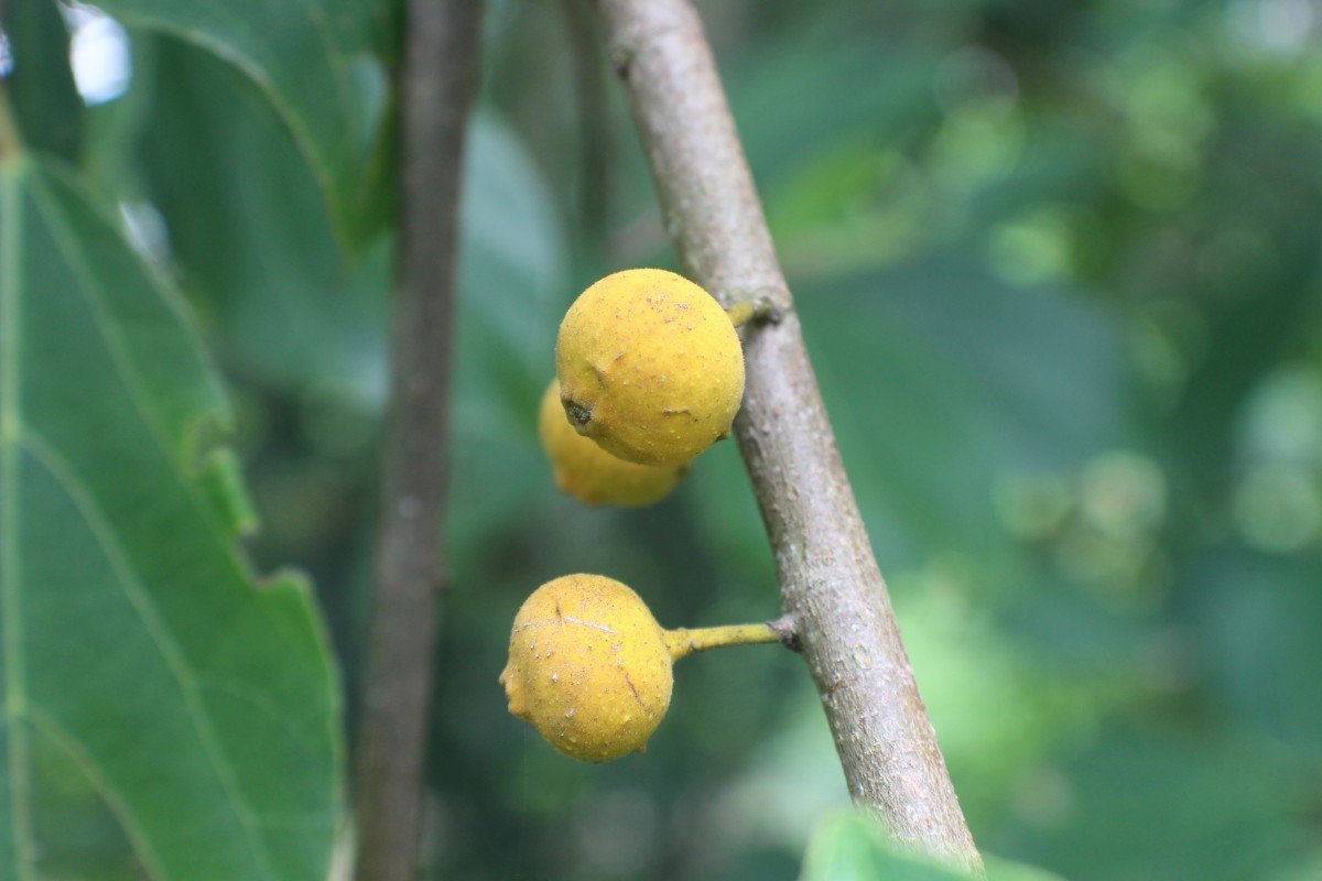 Ficus exasperata Vahl